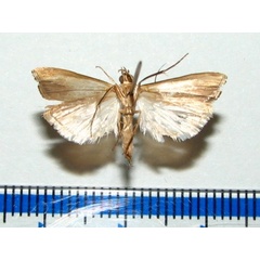 /filer/webapps/moths/media/images/P/placydioni_Classeya_A_Goffb_01.jpg