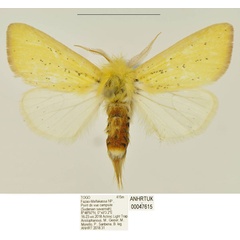/filer/webapps/moths/media/images/I/interstincta_Antheua_HT_ANHRT.jpg
