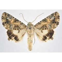 /filer/webapps/moths/media/images/M/maritima_Armada_AM_NHMO.jpg