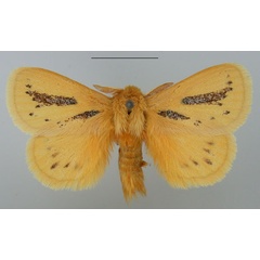 /filer/webapps/moths/media/images/P/punctuligera_Laeliopsis_AM_TMSA.jpg