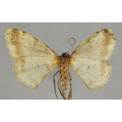 /filer/webapps/moths/media/images/A/adtenuata_Ectropis_HT_ZSMb.jpg