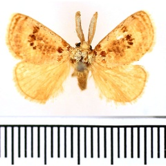 /filer/webapps/moths/media/images/S/sulcata_Lepidorytis_AM_BMNH.jpg