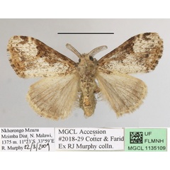 /filer/webapps/moths/media/images/V/violacea_Dasychira_AM_MGCLa_02.JPG