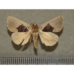 /filer/webapps/moths/media/images/O/oxyprora_Fodina_A_Goffa_01.JPG