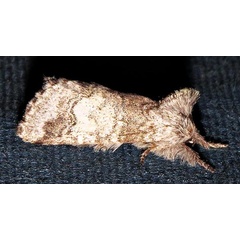 /filer/webapps/moths/media/images/H/hierax_Pararethona_A_Braun_3.jpg