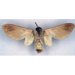 /filer/webapps/moths/media/images/A/alberici_Balacra_PT_RBINS_02.jpg