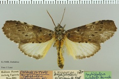 Amphiphalera nigripuncta