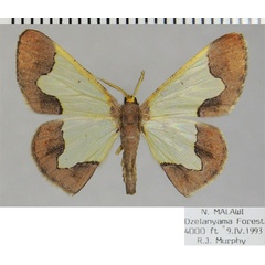 /filer/webapps/moths/media/images/P/purimargo_Zamarada_AM_ZSM_Tky5E2k.jpg