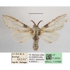 /filer/webapps/moths/media/images/N/neglecta_Afroplitis_AM_MGCLa_02.JPG
