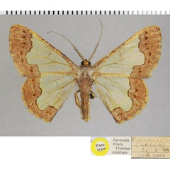 /filer/webapps/moths/media/images/D/dilata_Zamarada_PTM_ZSMa.jpg