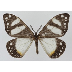 /filer/webapps/moths/media/images/P/planax_Otroeda_AF_Basquina.jpg