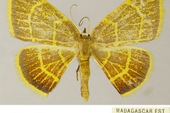 Chrysocraspeda neurina