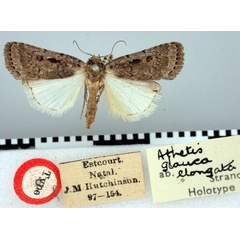 /filer/webapps/moths/media/images/E/elongata_Athetis_HT_BMNH.jpg