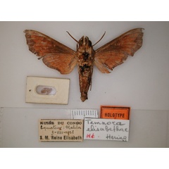 /filer/webapps/moths/media/images/E/elisabethae_Temnora_HT_RMCA_02.jpg