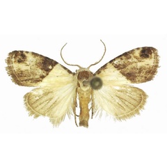 /filer/webapps/moths/media/images/S/semialba_Leucobaeta_AM_ANHRT.jpg