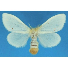 /filer/webapps/moths/media/images/S/sericaria_Euproctis_AF_Ihle_01.jpg