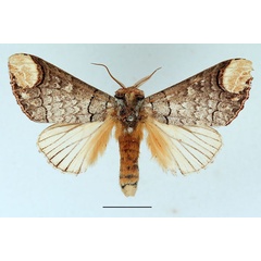 /filer/webapps/moths/media/images/I/imitata_Phalera_AM_Basquin_02.jpg