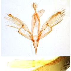 /filer/webapps/moths/media/images/N/nigropunctifera_Marcipa_GMHT_MNHN_2926.jpg