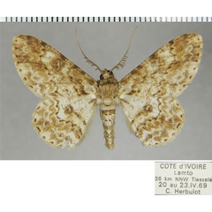 /filer/webapps/moths/media/images/L/leptopasta_Cleora_AM_ZSMa.jpg