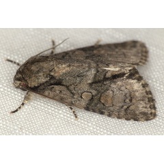 /filer/webapps/moths/media/images/T/transvalica_Acronicta_A_Heyns_03.jpg