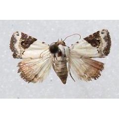 /filer/webapps/moths/media/images/E/ecthaemata_Eublemma_A_Goff.jpg