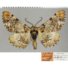 /filer/webapps/moths/media/images/A/abdicata_Colocleora_HT_ZSMa.jpg