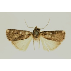 /filer/webapps/moths/media/images/C/cyclops_Euxootera_A_RMCA.jpg