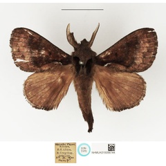 /filer/webapps/moths/media/images/F/fusca_Taragama_STM_NHMUK_02.jpg