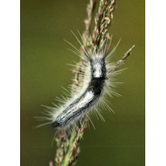 /filer/webapps/moths/media/images/B/bicolor_Euproctis_C_Roland_01_lgm42WW.jpg