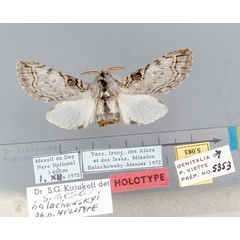 /filer/webapps/moths/media/images/B/balachowskyi-Afroplitis-5083-HT-Djibouti.jpg