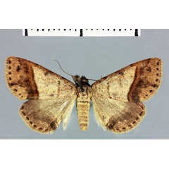 /filer/webapps/moths/media/images/M/mademalis_Megarthria_HT_MNHN.jpg