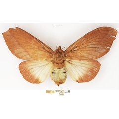 /filer/webapps/moths/media/images/P/pyrsocoma_Pachypasa_PTF_NHMUK_01.jpg