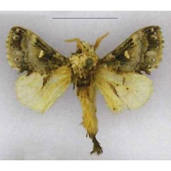 /filer/webapps/moths/media/images/U/ungemachi_Odontocheilopteryx_HT_MNHN.jpg