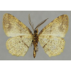 /filer/webapps/moths/media/images/P/pallida_Obolcola_AM_ZSMb.jpg