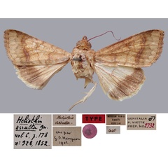 /filer/webapps/moths/media/images/A/assulta_Heliothis_LT_MNHN.jpg