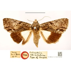 /filer/webapps/moths/media/images/A/abrostolica_Catephia_HT_BMNH_4A9qya2.jpg