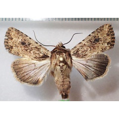 /filer/webapps/moths/media/images/B/borbonensis_Mythimna_A_Bippus.jpg