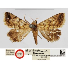 /filer/webapps/moths/media/images/T/thermoides_Eublemma_HT_NHMUK.jpg