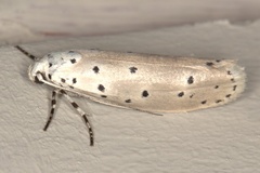 Ethmia coscineutis