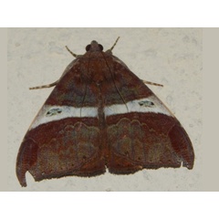 /filer/webapps/moths/media/images/P/praestans_Achaea_A_Grobler_2DlMpq0.jpg