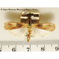 /filer/webapps/moths/media/images/V/villora_Euzophera_A_OUMNH.jpg