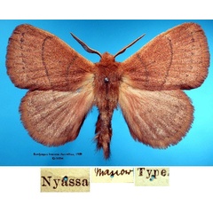 /filer/webapps/moths/media/images/B/brunnea_Bombycopsis_HT_SNHMa.jpg