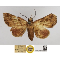 /filer/webapps/moths/media/images/M/metasarca_Eutelia_PTF_NHMUK.jpg