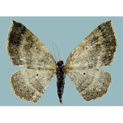 /filer/webapps/moths/media/images/T/tamsi_Asthenotricha_AF_ZSM.jpg