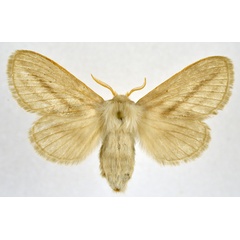 /filer/webapps/moths/media/images/B/bistrigata_Beralade_AF_NHMO.jpg