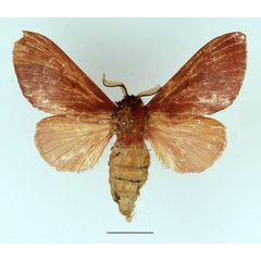 /filer/webapps/moths/media/images/C/clarki_Henometa_AF_Basquin_02.jpg