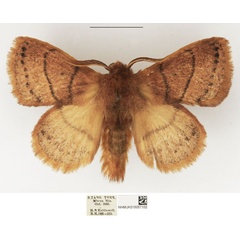 /filer/webapps/moths/media/images/B/brunnea_Philotherma_AM_NHMUK.jpg
