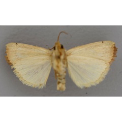 /filer/webapps/moths/media/images/S/sanguinis_Leucania_HT_RMCAb.jpg