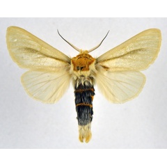 /filer/webapps/moths/media/images/S/spurcata_Antheua_AM_NHMO.jpg