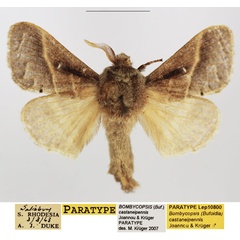 /filer/webapps/moths/media/images/C/castaneipennis_Bombycopsis_PTM_TMSA.jpg